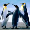 wp-content/uploads/2017/02/Penguins.jpg
