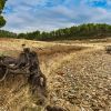 wp-content/uploads/2026/07/landscape-roots-dry-creek.jpg
